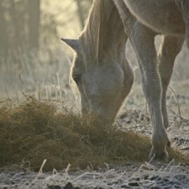 Paard dat hooi eet, ondersteund door hooi-analyse en voedingsadvies voor optimale gezondheid