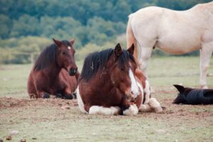 Ontspannen paard liggend in de wei, ondersteunend bij herstel van Lyme