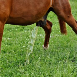 Paard. ruin, aan het plassen. Plassen kan moeilijk gaan of pijnlijk zijn als er bonen aanwezig zijn in de koker.