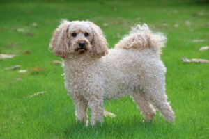 dog-hond-blij-spelen-bos-natuurgeneeskunde-holistische-behandeling-poedel