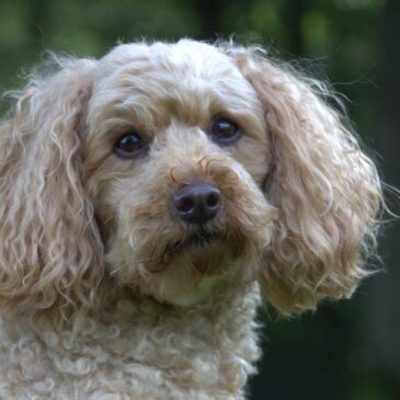 De uitscheidingsorganen van de hond